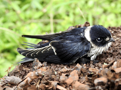 Panyptila cayennensis