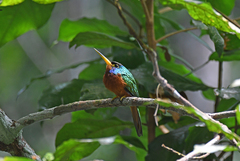 Galbula cyanicollis