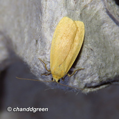 Danielithosia immaculata