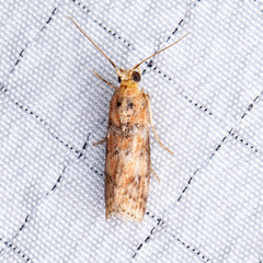 Sciota rubrisparsella