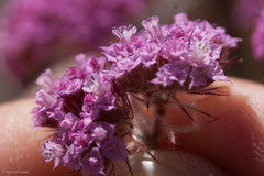Chorizanthe douglasii