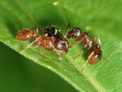 Myrmica rubra
