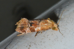 Cochylis bucera