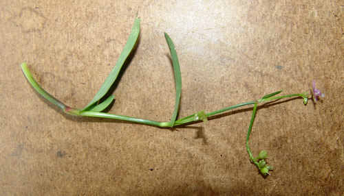 Murdannia nudiflora
