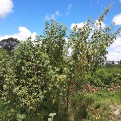 Kearnemalvastrum lacteum