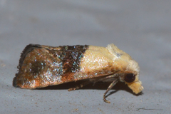 Eugnosta erigeronana