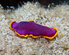 Pseudoceros ferrugineus