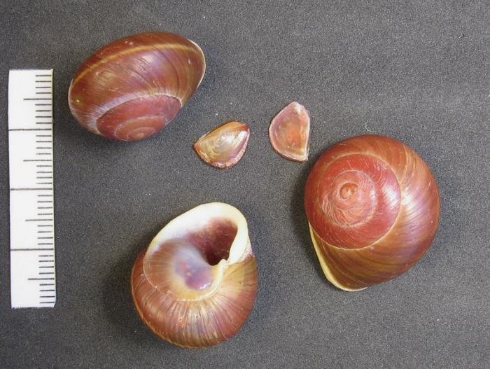 Emoda sagraiana