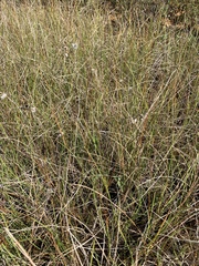 Eriophorum gracile