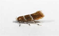 Cameraria tubiferella