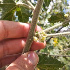 Kearnemalvastrum lacteum