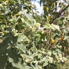 Kearnemalvastrum lacteum