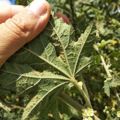 Kearnemalvastrum lacteum