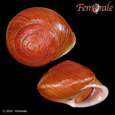 Helicinoidea