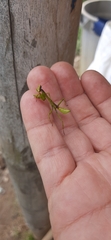 Stagmatoptera