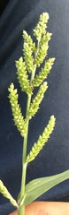 Echinochloa colona