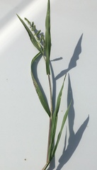 Echinochloa colona