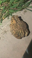 Anaxyrus americanus
