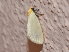 Chrysoecia thoracica