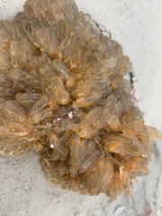 Ecteinascidia turbinata