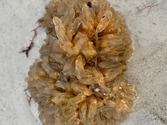 Ecteinascidia turbinata