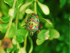 Poecilocoris splendidulus