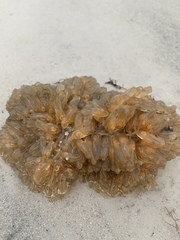 Ecteinascidia turbinata