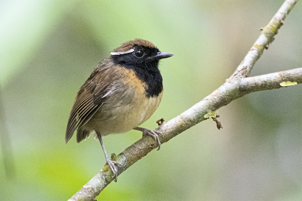 Black-Breasted Gnateater