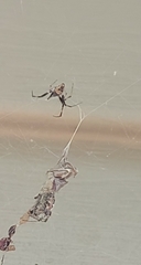 Metepeira labyrinthea