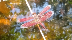 Neurothemis fluctuans