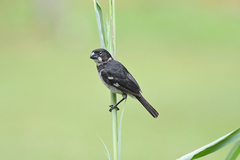 Sporophila americana