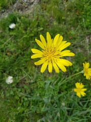 Tragopogon pratensis