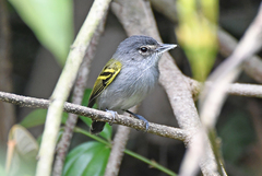 Poecilotriccus sylvia