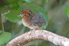 Ortalis ruficeps