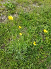 Tragopogon pratensis