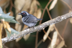 Myrmoborus myotherinus