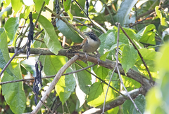 Pheugopedius genibarbis