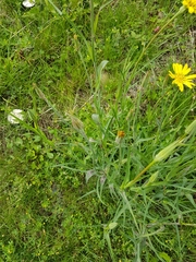 Tragopogon pratensis