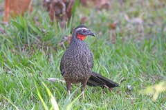 Penelope superciliaris