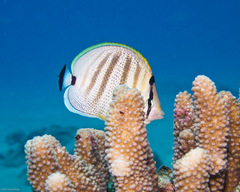 Chaetodon multicinctus