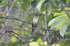 Ramphotrigon fuscicauda