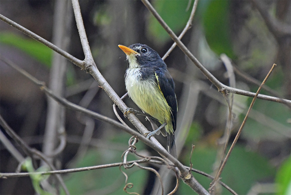 Black-And-White Tody-Flycatcher