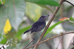 Cymbilaimus lineatus