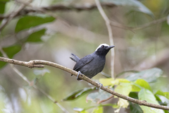 Myrmoborus leucophrys
