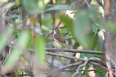 Myiothlypis rivularis