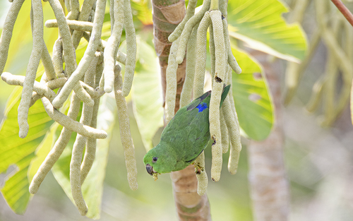Pasalidognathus modestus　69mm 62mm Dusky-billed Parrotlet (Forpus modestus) · iNaturalist