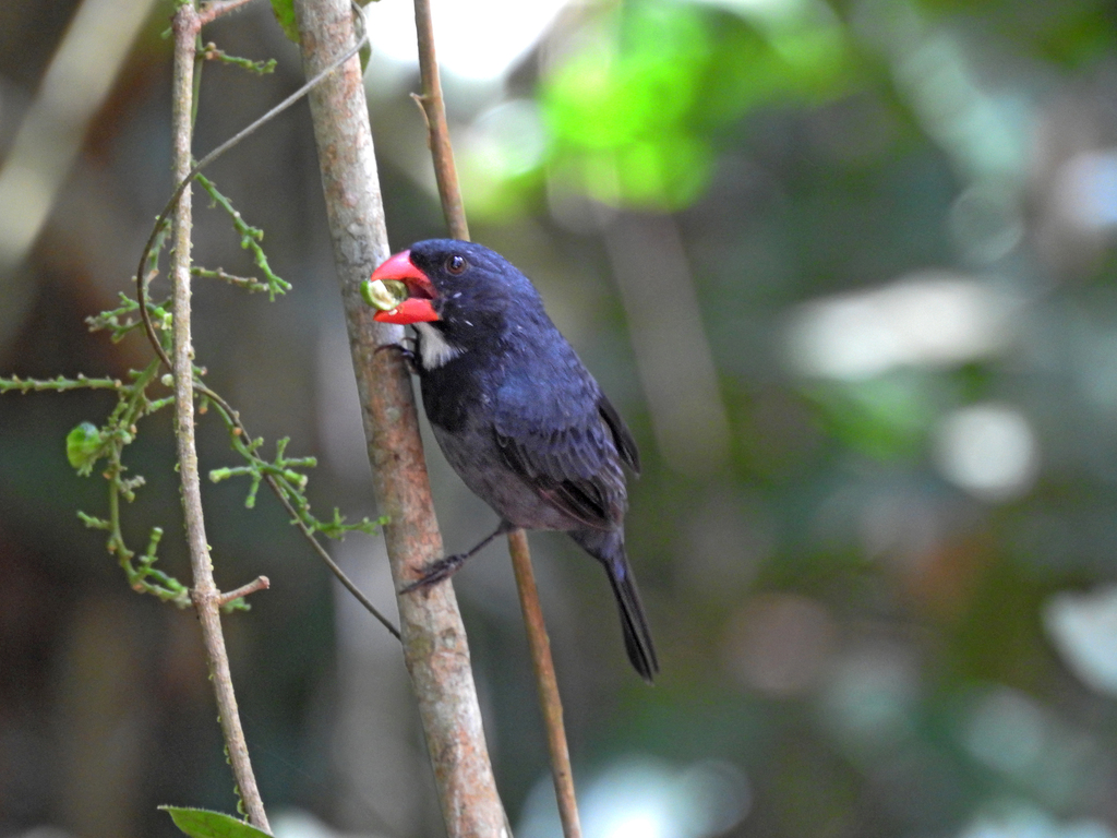 Slate-Colored Grosbeak