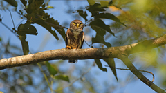 Glaucidium hardyi
