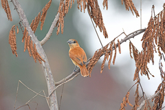 Pachyramphus rufus