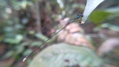 Amphicnemis gracilis